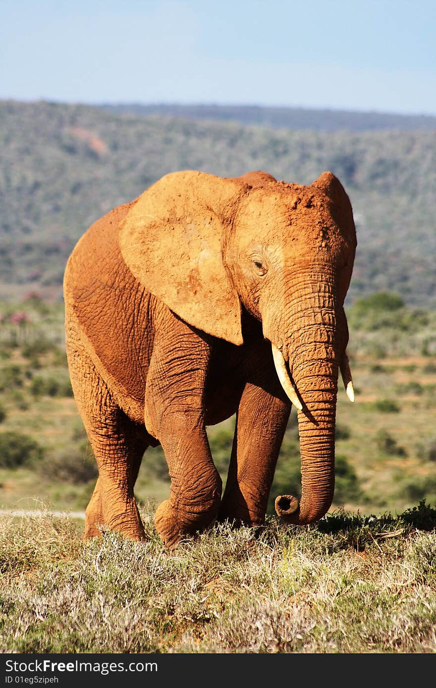 A single bull elephant walking on the plains of addo