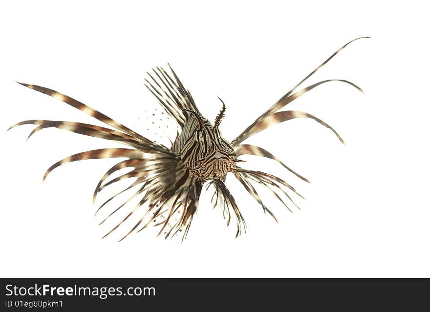 Red Lionfish (Pterois volitans) isolated on white background.