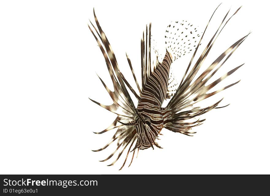 Red Lionfish (Pterois volitans) isolated on white background.