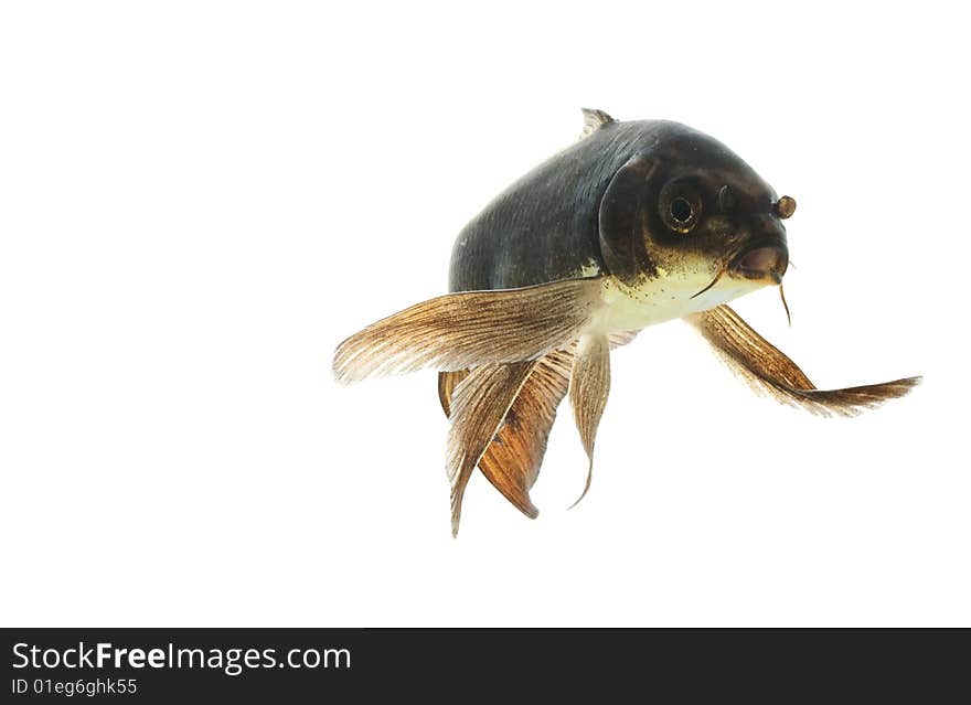 Black Koi (Cyprinus carpio) isolated on white background.