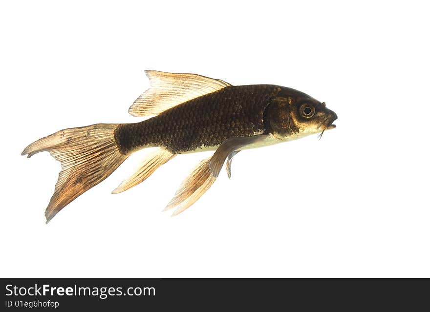 Black Koi (Cyprinus carpio) isolated on white background.