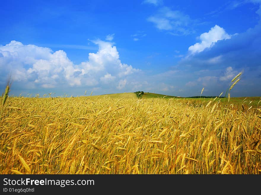 Yellow field of wheat