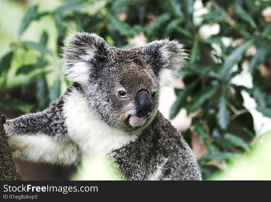 Koala Bear Sitting On Eucalyptus Tree, Australia