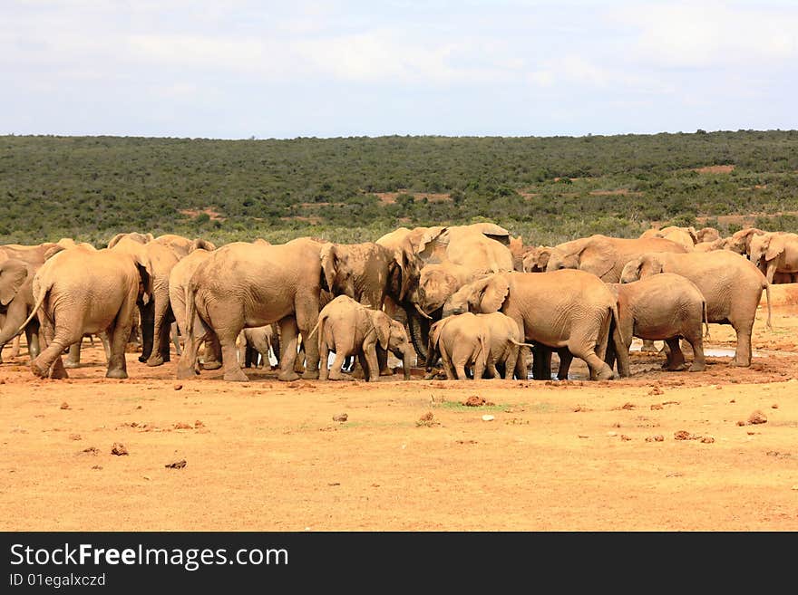 Elephant herd at waterhole