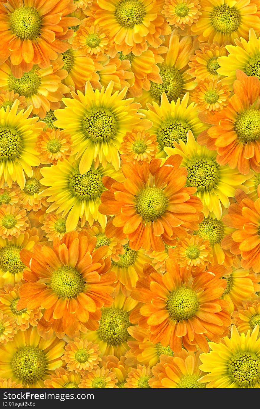 Yellow Flowers Background