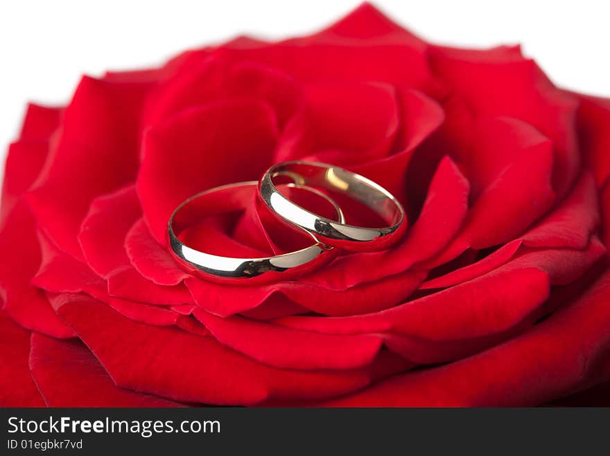 Golden wedding rings over red rose isolated on white