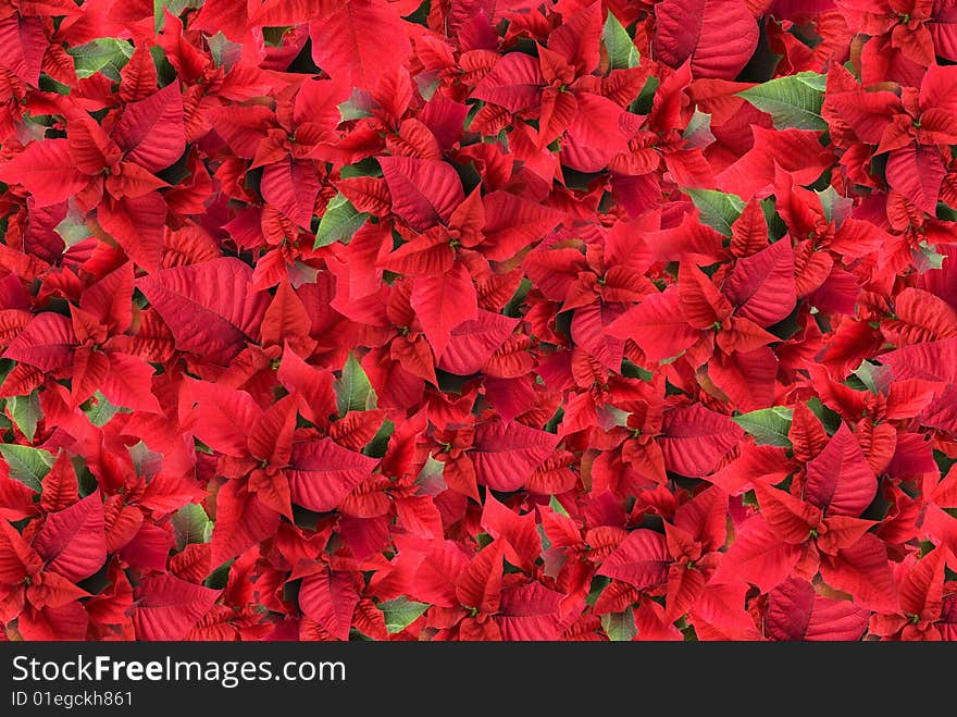 Christmas Flower Background