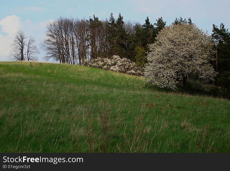 View On Meadow With Tree In Blossom