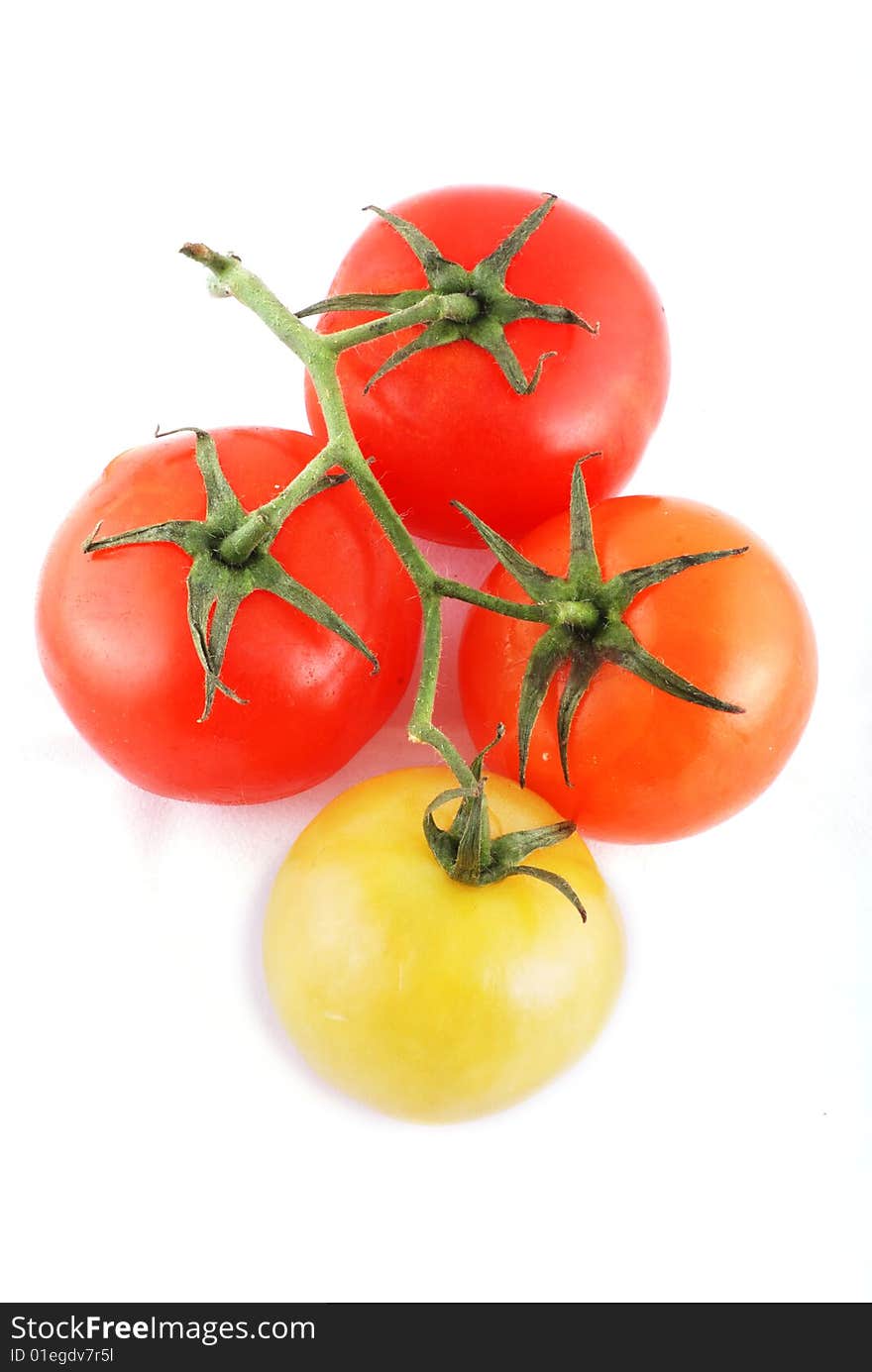 Branch of tomatoes