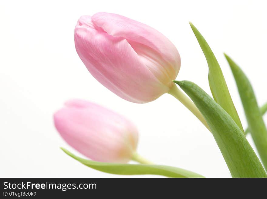 Border of pink tulips on white background