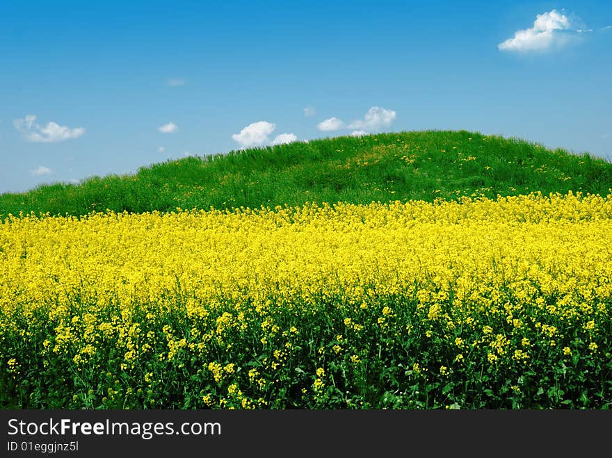 Green hill on canola field