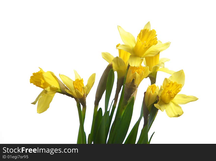 Daffodils in the studio