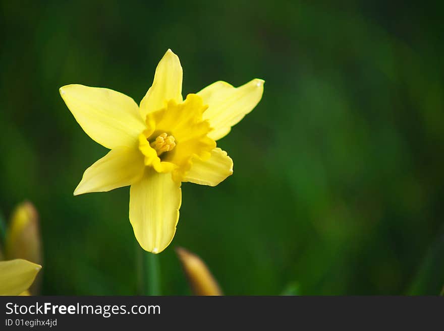 Daffodils in the studio with grass