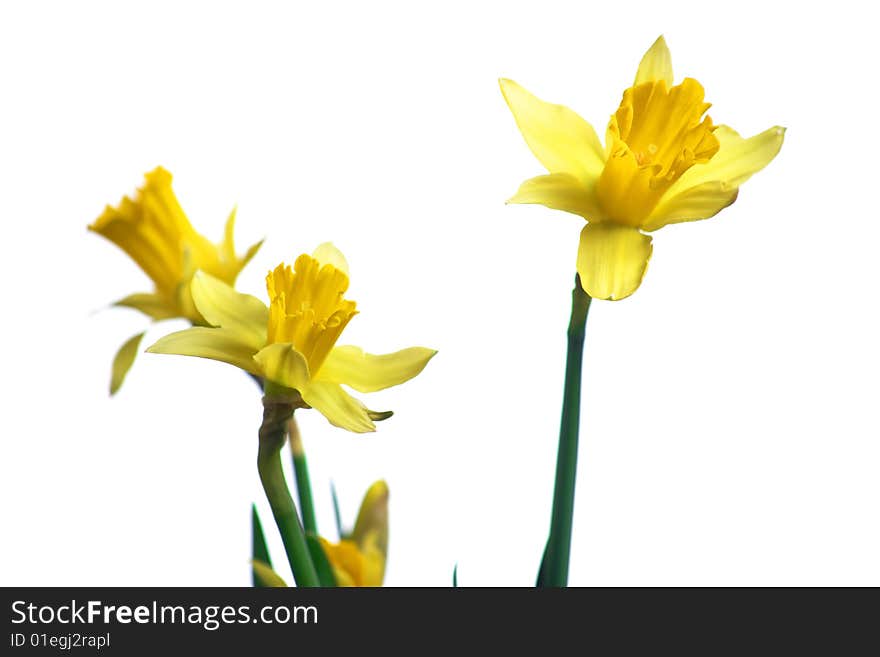 Daffodils in the studio isolated on white