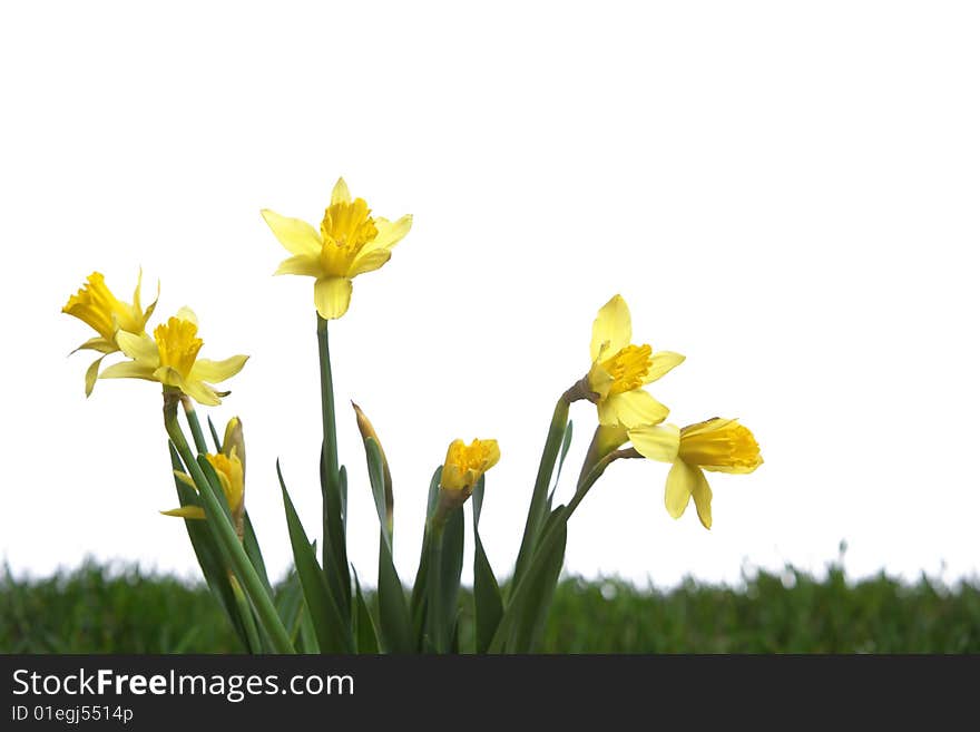 Daffodils in the studio isolated on white