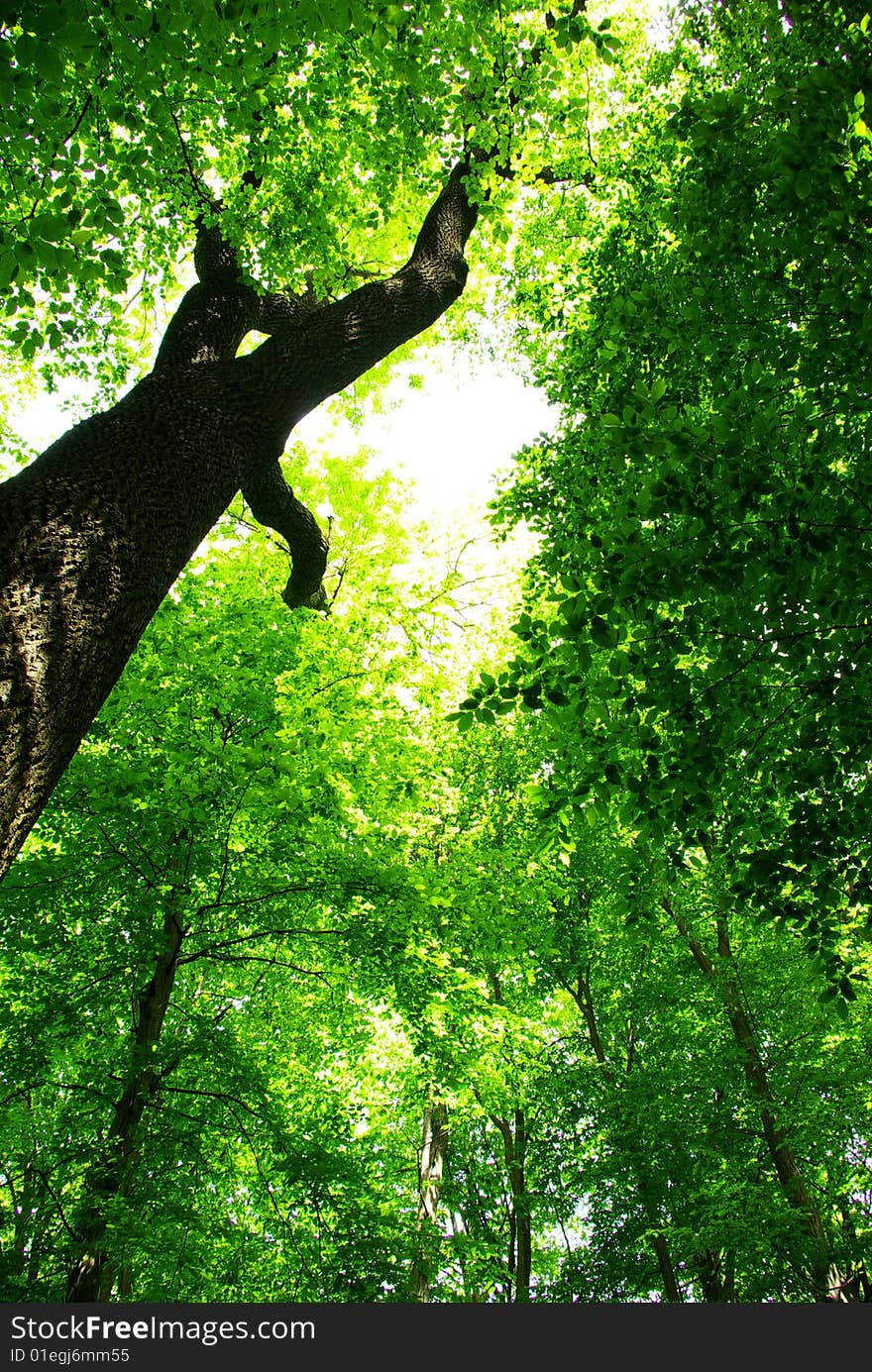 Green leaves background in sunny day