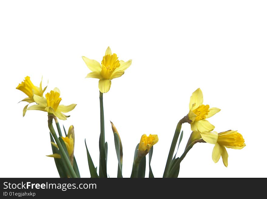 Daffodils in the studio isolated on white