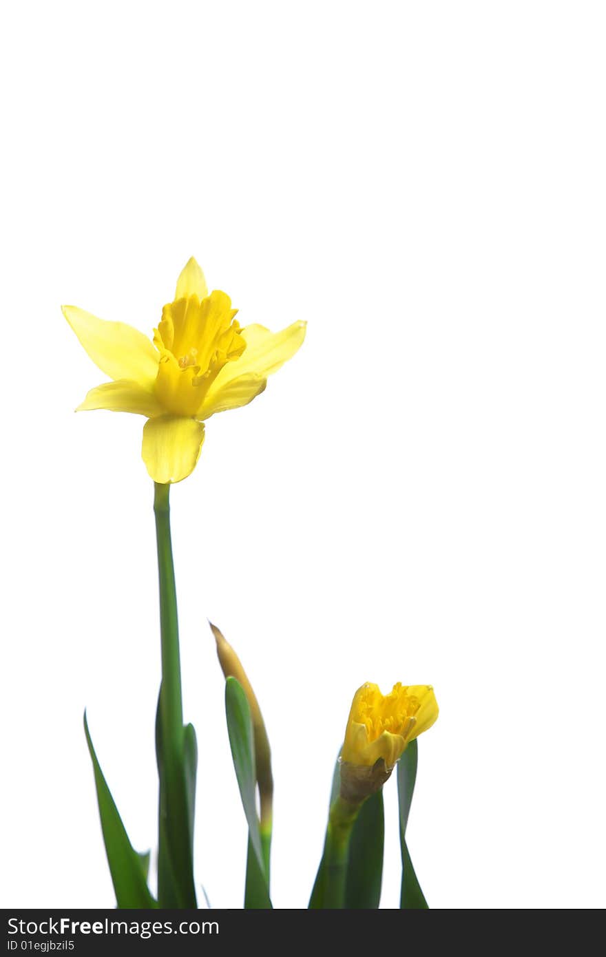 Daffodils in the studio isolated on white