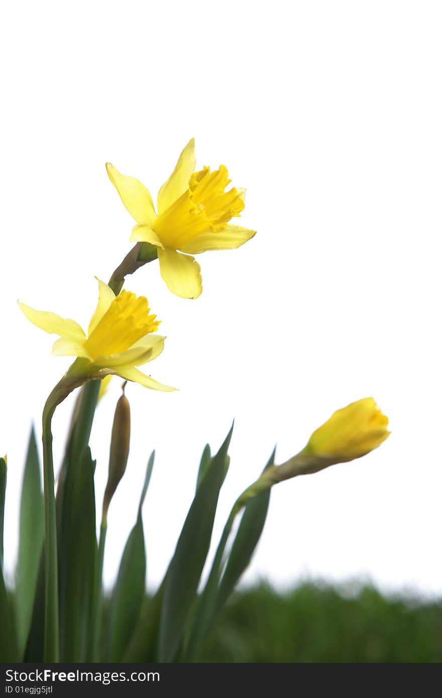 Daffodils in the studio isolated on white