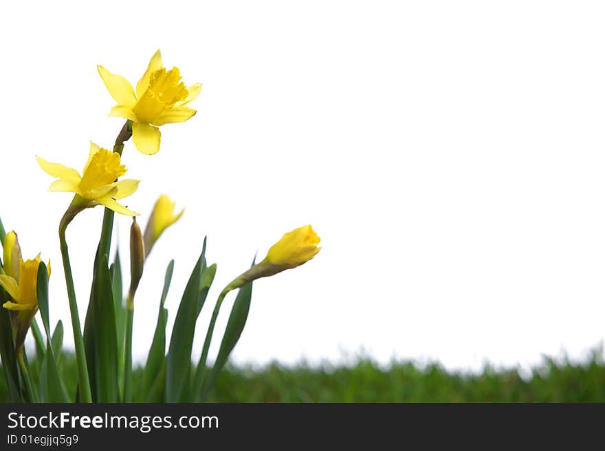 Daffodils in the studio isolated on white