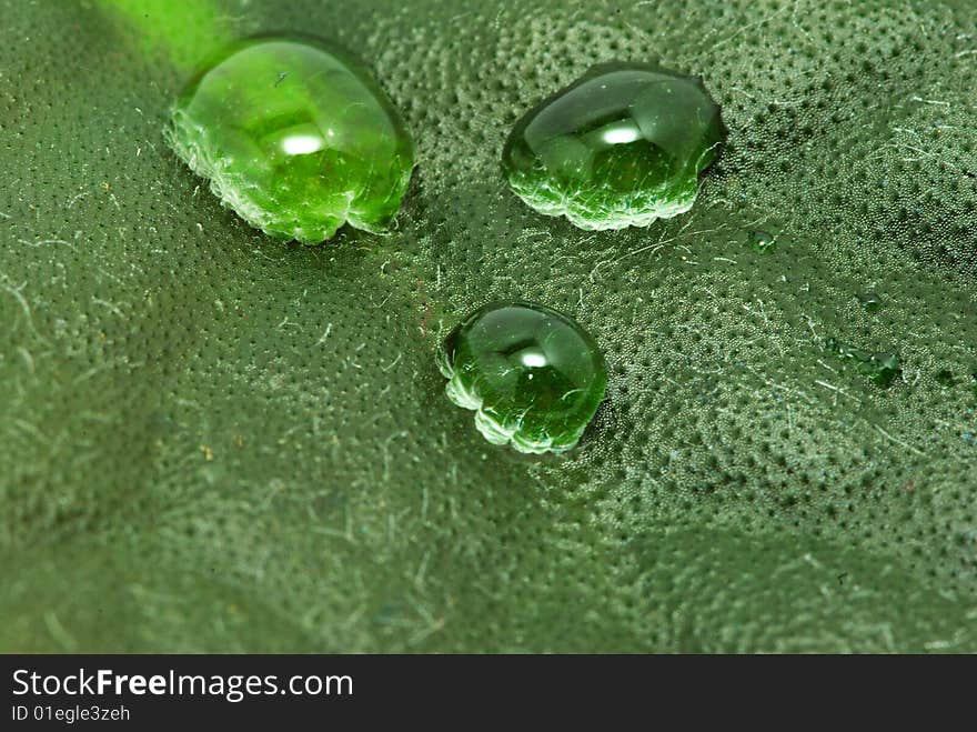 Drop on green plant leaf. Drop on green plant leaf