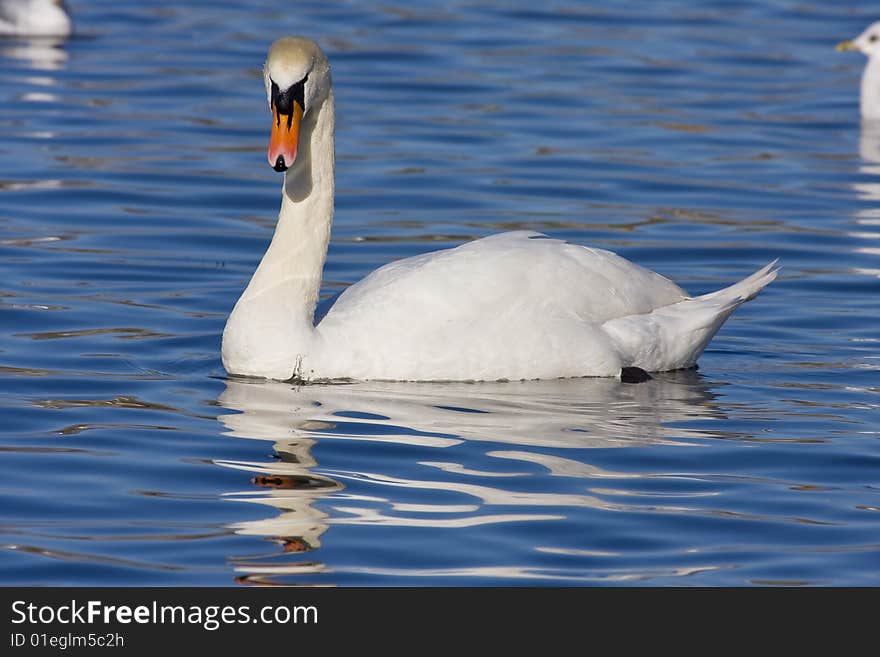 Swan in one of the town bays. Swan in one of the town bays