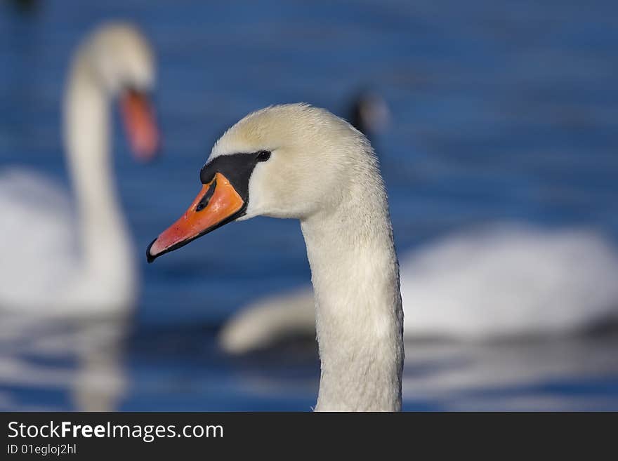 Swan in one of the town bays. Swan in one of the town bays