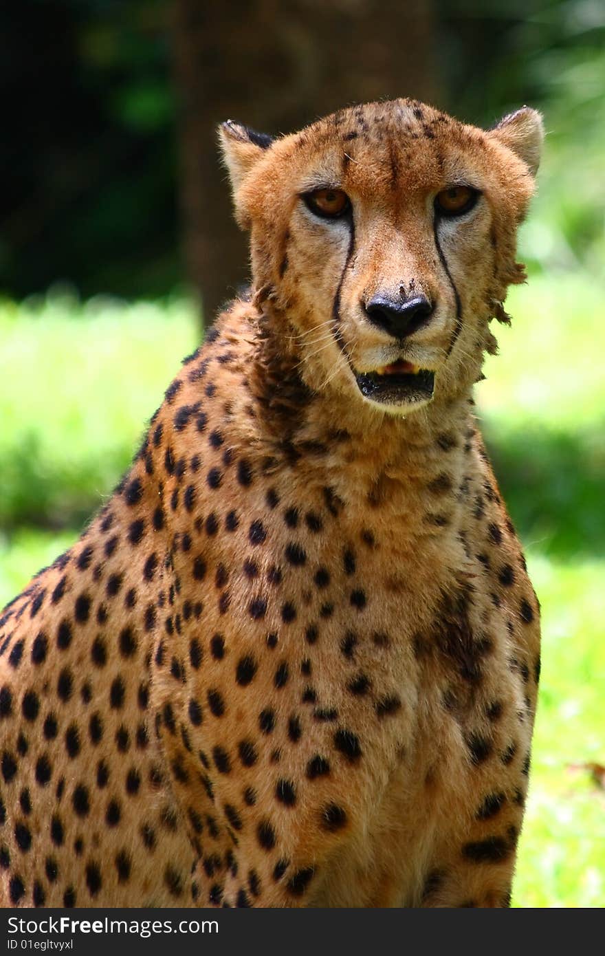 Picture of an adult cheetah.