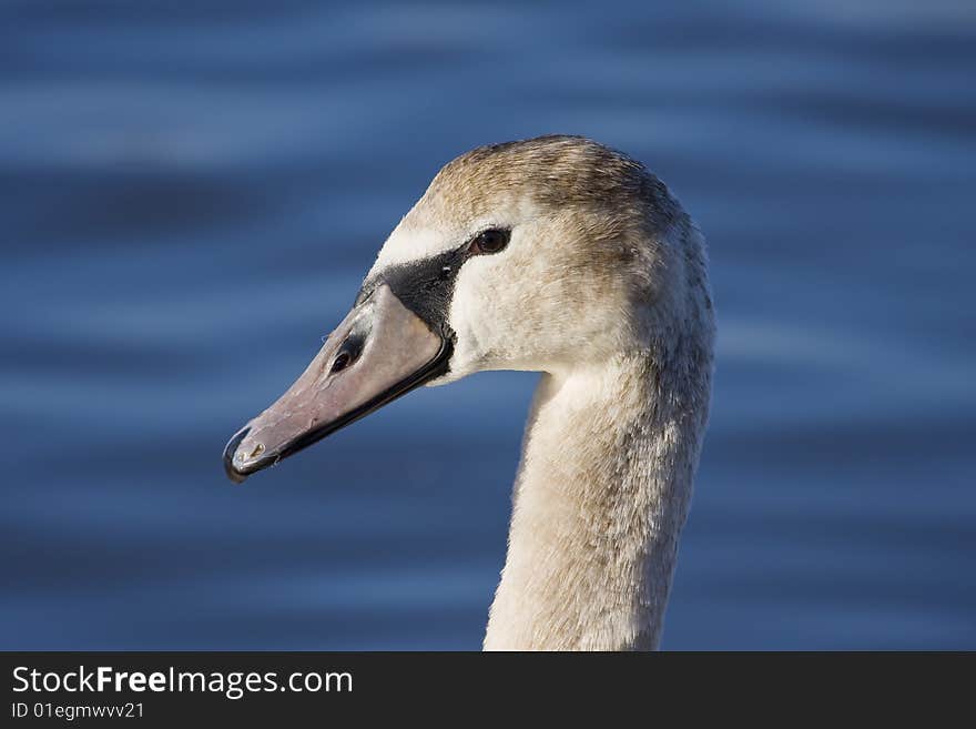 Swan in one of the town bays. Swan in one of the town bays