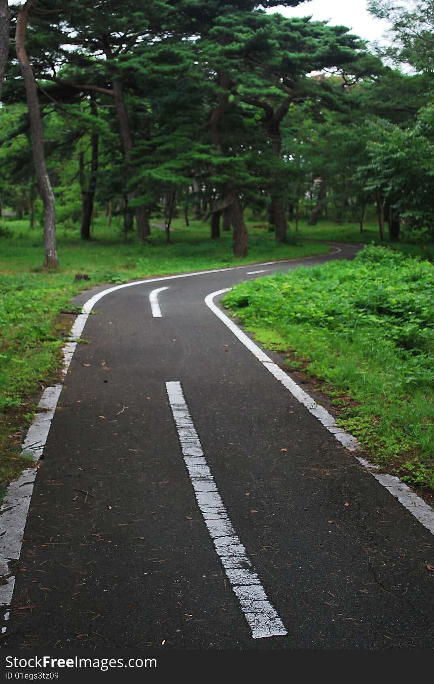 Winding road leading into the forest