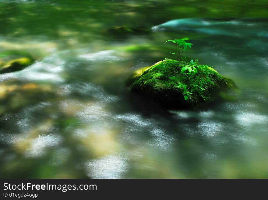 Moss on a rock found in a fast flowing stream. Aomori, Japan. Moss on a rock found in a fast flowing stream. Aomori, Japan