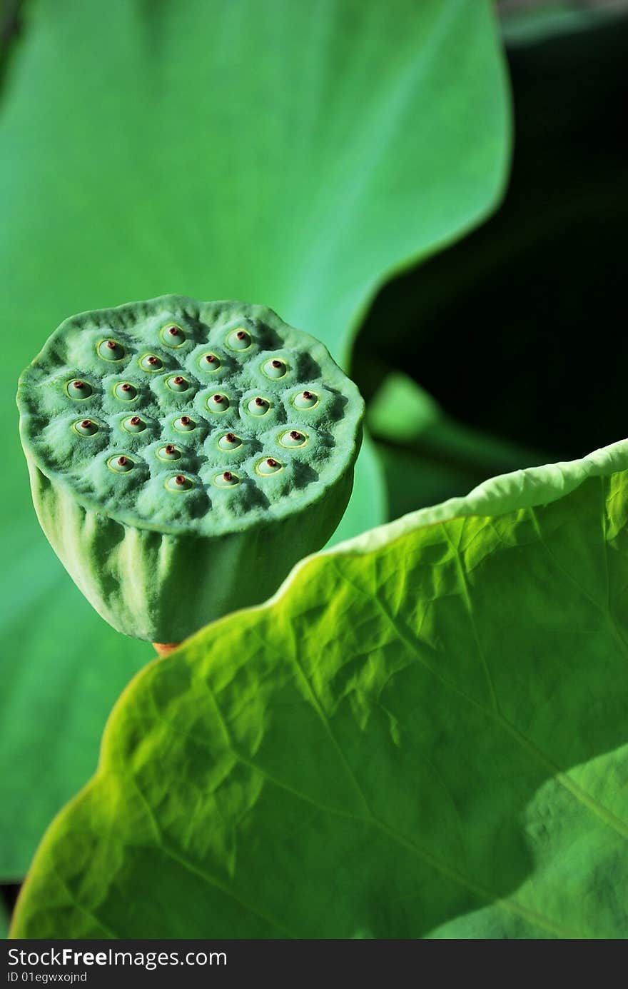 Lotus leaf with lotus seed cup