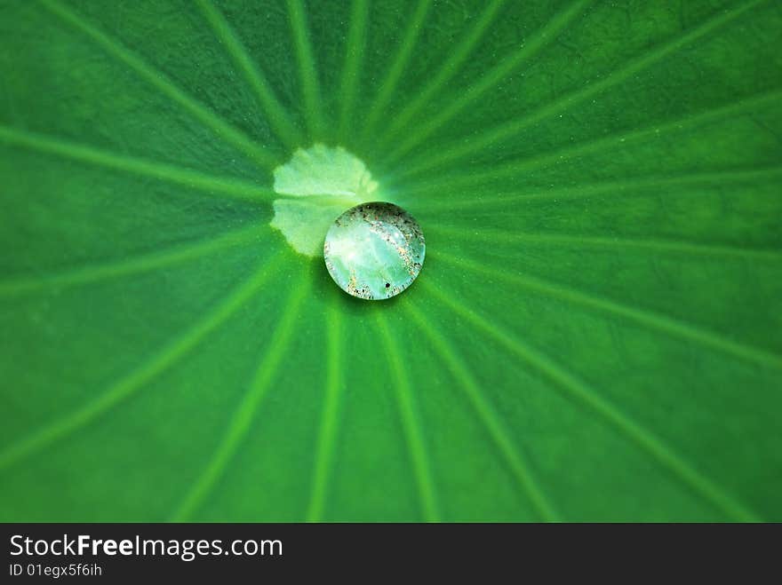 A water droplet on a lotus leaf