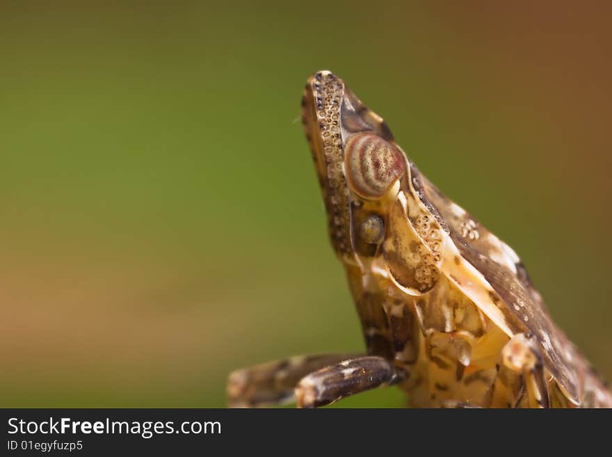 Tree hopper macro head close up