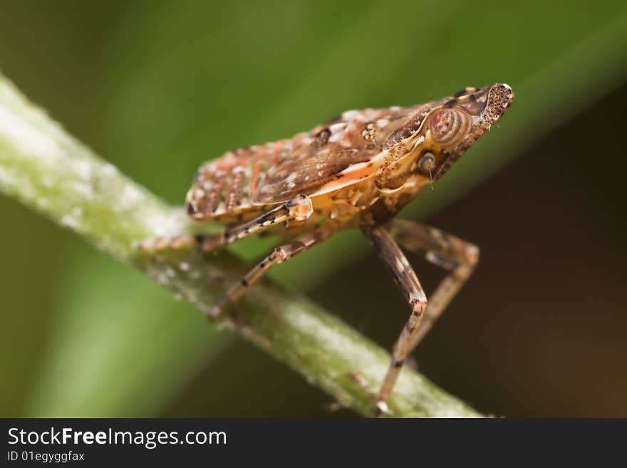 Tree hopper macro close up