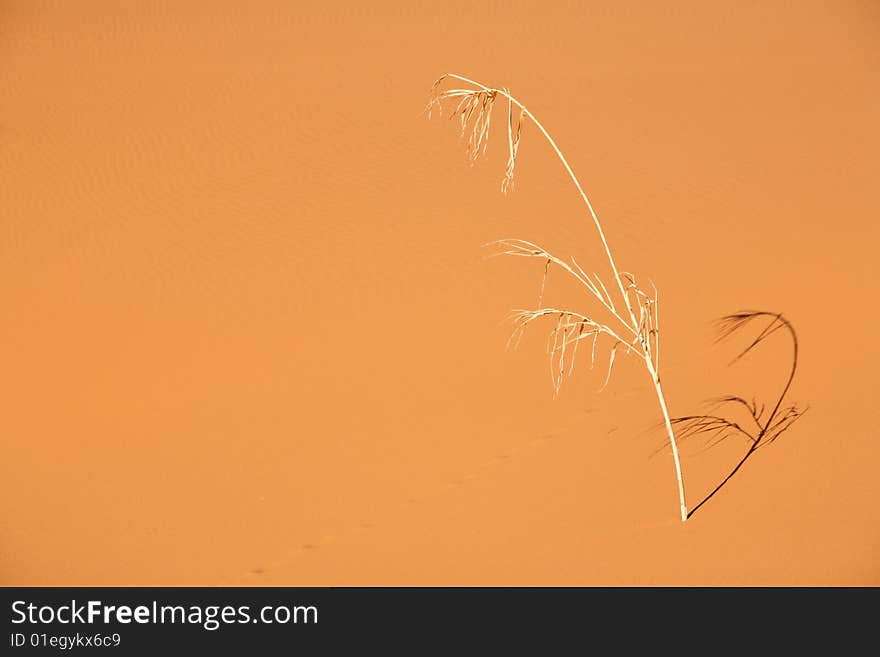 Dry Reed In The Desert