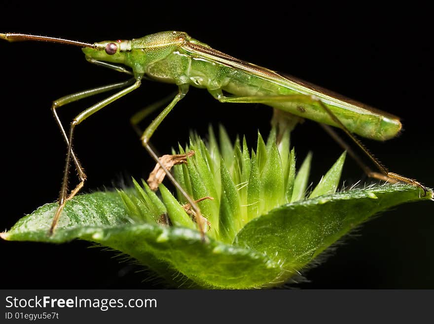 Shield bug side view