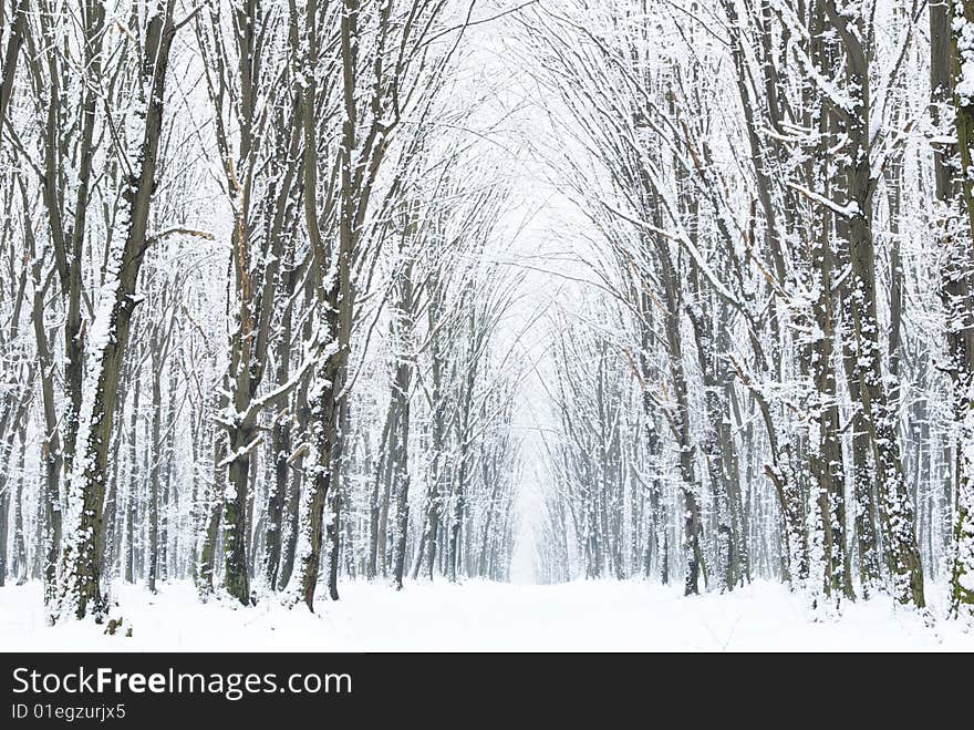 Winter Forest