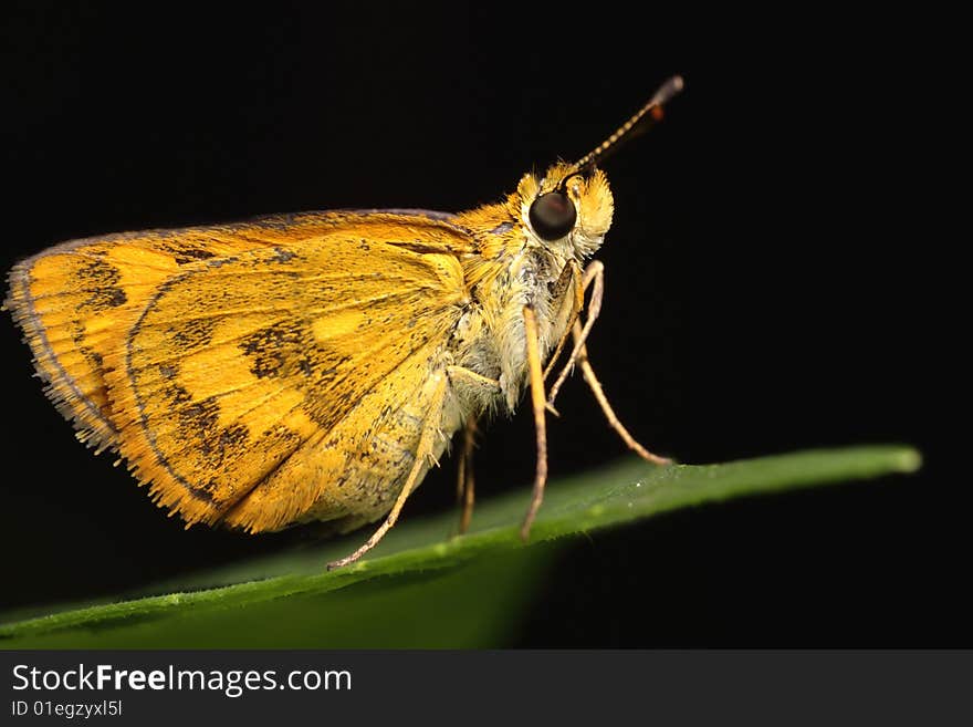 Golden Fiery Skipper macro on green leaf