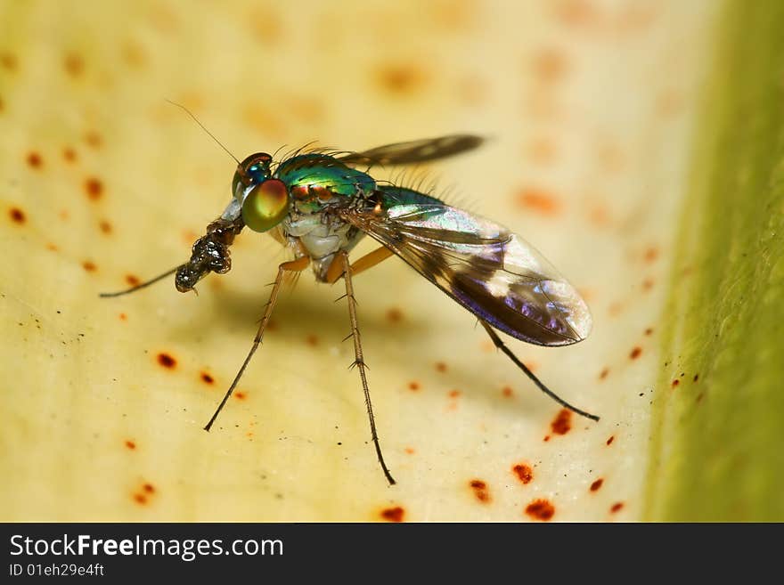 Long-Legged Fly macro eating