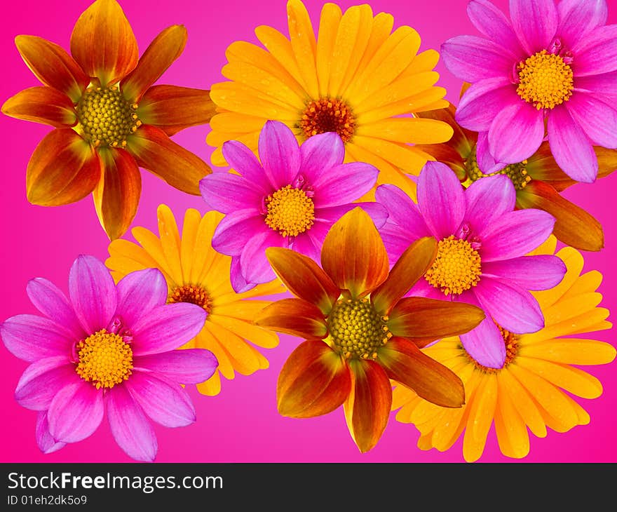 Flowers from a garden an abstract background. Flowers from a garden an abstract background