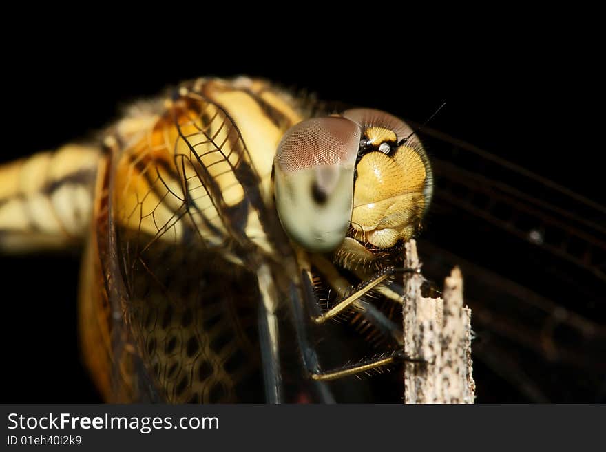 Brown Dragonfly macro close up. Brown Dragonfly macro close up