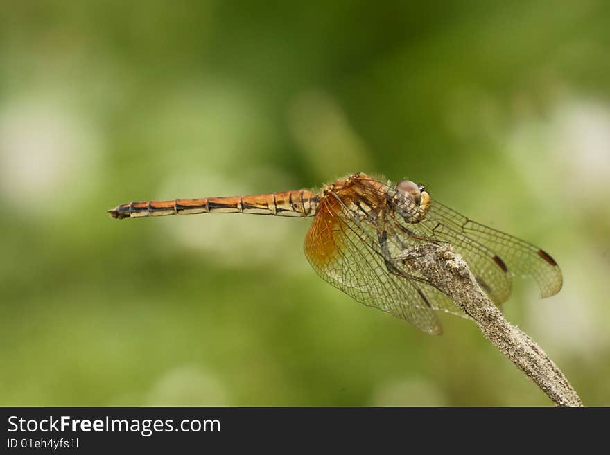 Brown Dragonfly On Stick