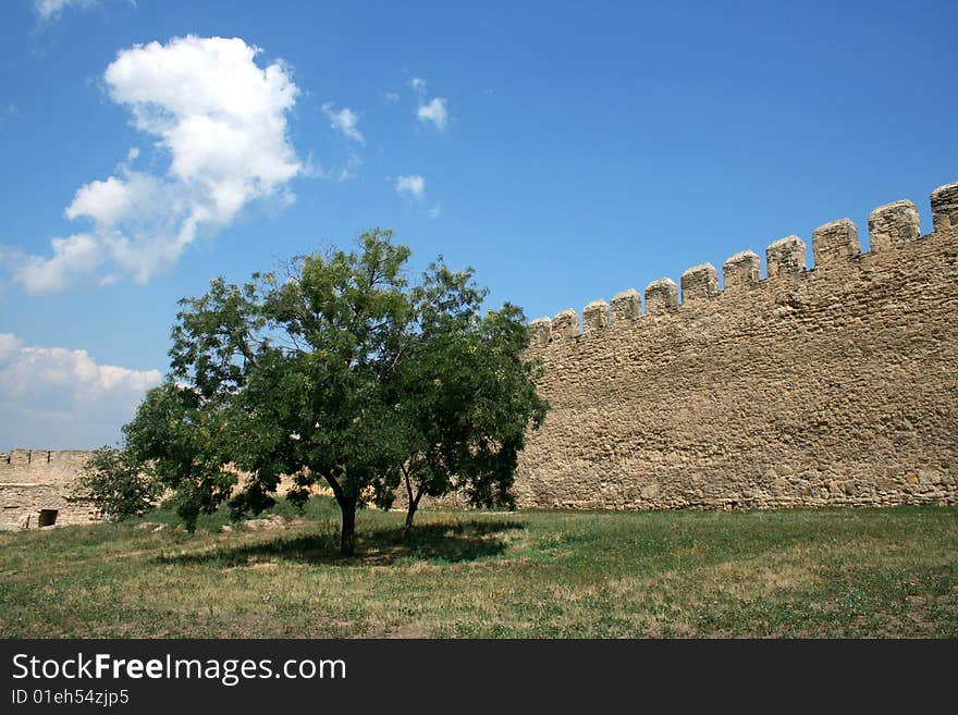 Tree growing near to a stone wall