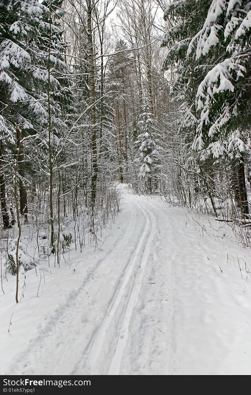 Ski track in snow-covered wood. Ski track in snow-covered wood