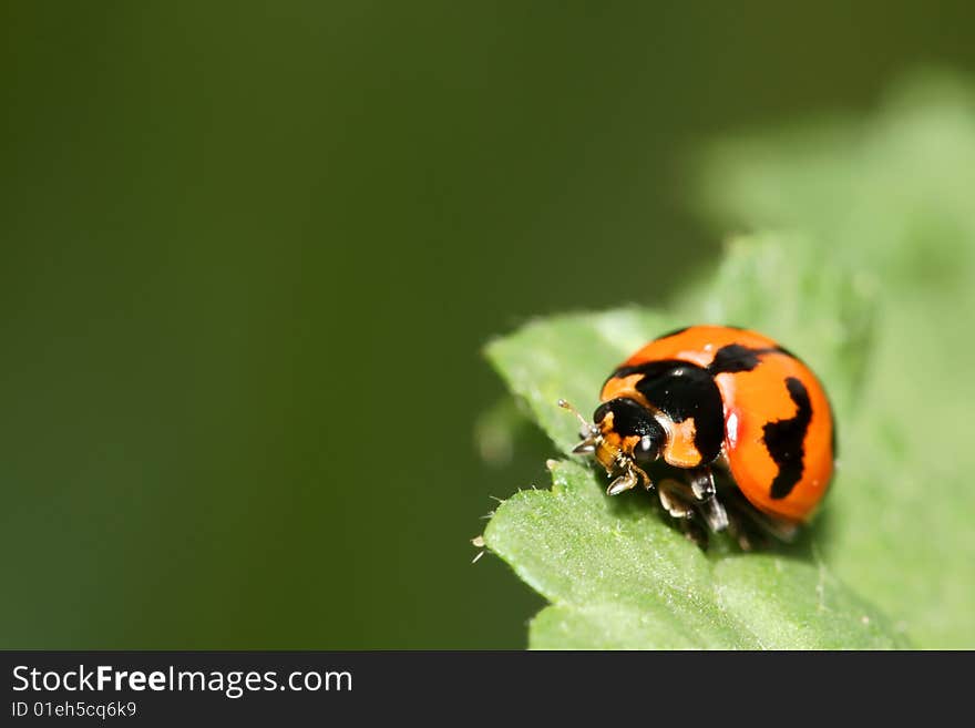 Orange Ladybug macro on green leaf