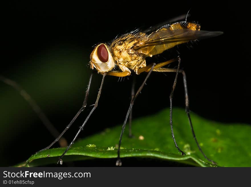 Orange Long-Legged Fly macro side view with green background