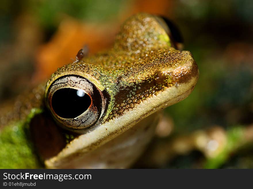 Forest frog face close up on wet rock. Forest frog face close up on wet rock