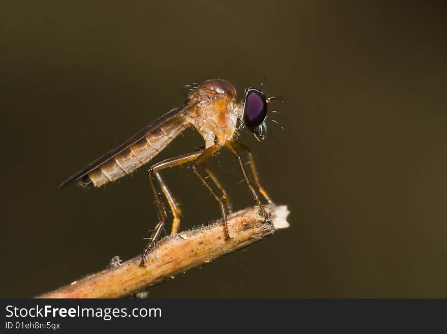 Robberfly macro side view on stick