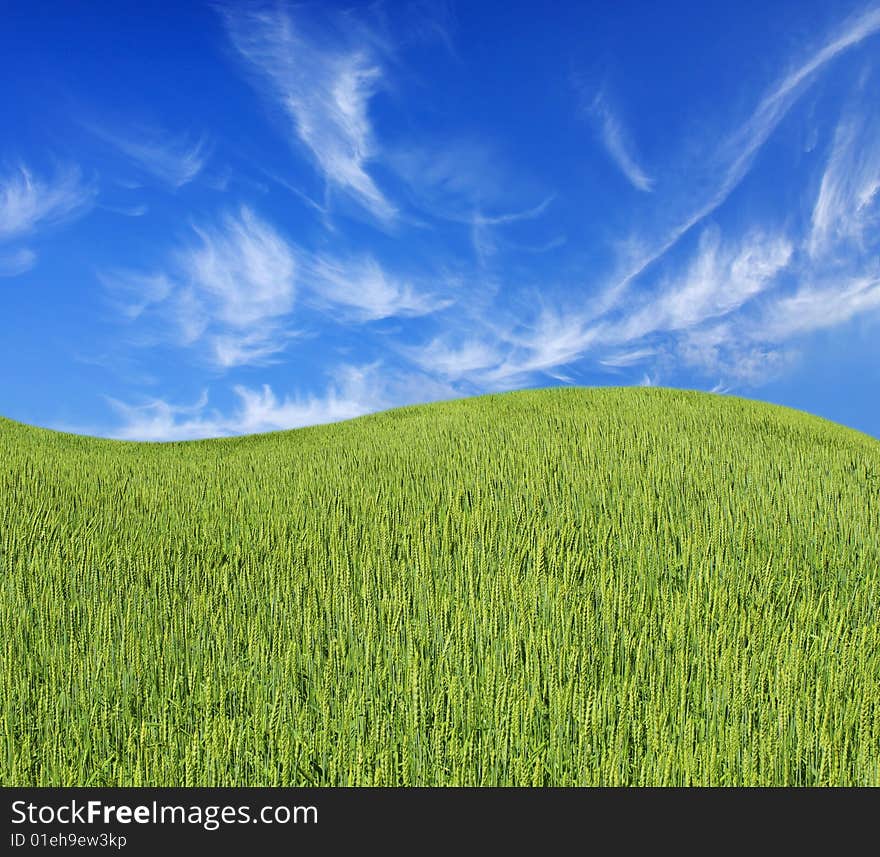 Green meadow under blue sky with clouds. Green meadow under blue sky with clouds